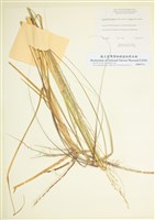 藏品(大沙拂子茅)的圖片